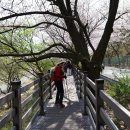 신라미소병원 | 금산 보곡산골 산벛축제 3, 신안사.