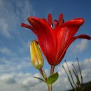 하늘을 향하여 이미지