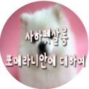 사하펫 이미지