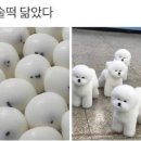 다원잔기지떡 이미지