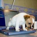 탄다디비라 이미지