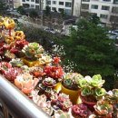 햇살다육꽃사랑 이미지