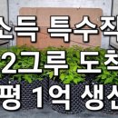 고소득 추천작물 전국민 건강차 기능성 감로차 고소득 창출식품 귀농귀촌 귀산촌 전원생활 수국 눈도 즐겁고 맛과 건강도즐거운 차수국 묘목생 이미지