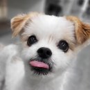 하늘치과기공소 | 강아지가 메롱을 하는 이유