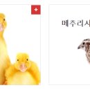 현대사료 주식회사 이미지