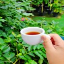 석현길 | 전남 담양 이색체험 담양커피농장 견학