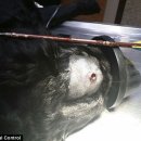 젬마동물병원 이미지