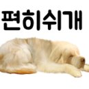 도그팡 이미지