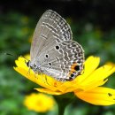 꽃과 나비 이미지