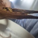 캠토 | 청주 두쫀쿠(두바이쫀득쿠키) 맛집 캠토토스트 롯데슈퍼복대점 내돈내산 후기