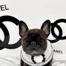 몽몽하개 이미지