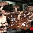 이상봉농장 이미지