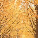 가을이 흠뻑, ‘불멍’만큼 좋은 황금빛 ‘숲멍’ 이미지