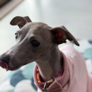 누리라인 | 간식처럼 먹이는 강아지영양제 후기｜펫누리 뉴트리션 플랜 S 솔직 체험기