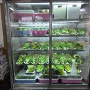 정선곤드레쌈밥 | 사북역 맛집, 곤드레밥 무한제공 정선 여주쌈밥 점심 후기