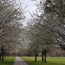 피크닉(샌드위치 앤 과일도시락) 이미지