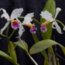 난초목장 이미지