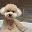 브라운동물병원 이미지