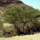 로뎀나무 이미지