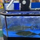 [부천역 대방어] 지우네회포차 , 수산시장(다원오징어나라) 평일 &amp; 주말 웨이팅 후기 🐟