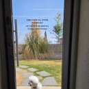 하이, 멍 | 부산애견카페 넓고 쾌적했던 하이멍 애견운동장 후기