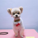 웃개살롱 이미지