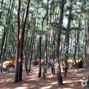 솔숲과 바다 이미지