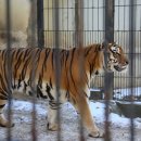 만 마리의 호랑이 이미지