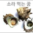 소라 이미지