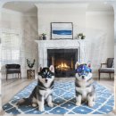 영암한국병원 | 영암 웰시코기분양 지역 정보와 준비 과정 총정리