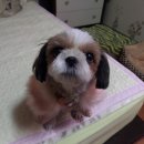 팅커벨 이미지