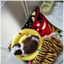 아이러브 독 이미지