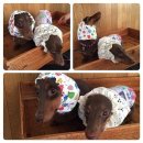 도그미뇽 이미지