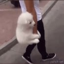 강아지친구