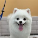 유주펫 이미지