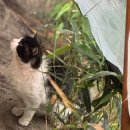 참수제비 이미지