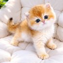 천안고양이분양베스트캣제나캣 | 아기 고양이 분양받을 때 아주 중요한 팁!