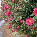 하천리-12 이미지