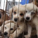 똥강아지 이미지