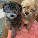 댕그르르 이미지