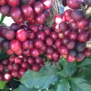 체리콩커피 이미지