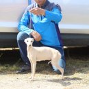 보성이탈리안그레이하운드 이미지