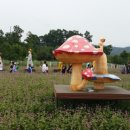 천일홍축제 Daum카페