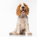 꿈의 애견미용 이미지