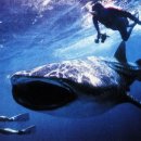 아쿠아플라넷 제주 이미지