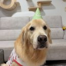 나의 댕댕이 이미지