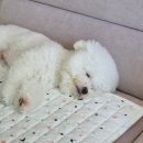 압구정메이트동물병원 | 동물 피부클리닉 라퓨클레르 첫 방문(f. 지긋지긋 발습진)