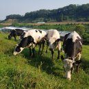 현재축산 이미지