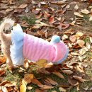 푸들사랑 이미지