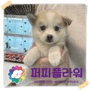 강아지분양 애견분양 퍼피플라워 중랑점 이미지